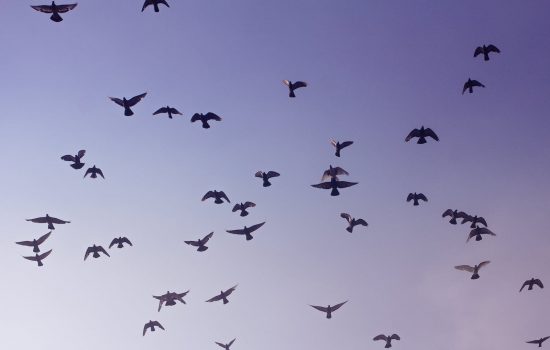 Low Angle Photography of Flock of Birds Flying in the Sky